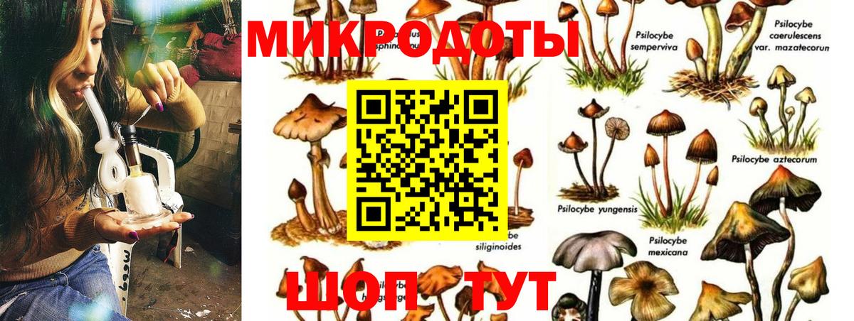 Галлюциногенные грибы Psilocybe Баксан